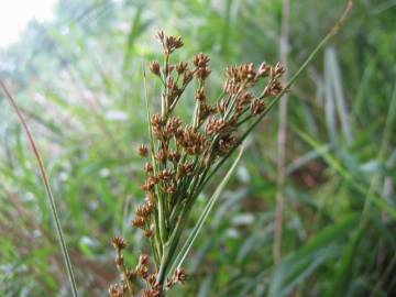 Fotografia da espécie Cladium mariscus