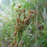 Fotografia 6 da espécie Cladium mariscus do Jardim Botânico UTAD