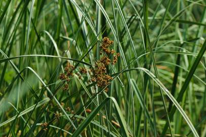 Fotografia da espécie Cladium mariscus