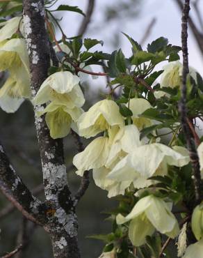 Fotografia 3 da espécie Clematis cirrhosa no Jardim Botânico UTAD