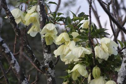 Fotografia da espécie Clematis cirrhosa