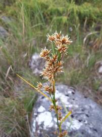 Fotografia da espécie Cladium mariscus