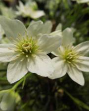 Fotografia da espécie Clematis cirrhosa