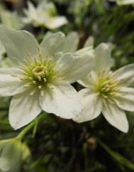 Clematis cirrhosa