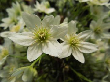 Fotografia da espécie Clematis cirrhosa