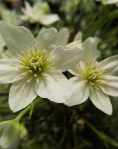 Fotografia de capa Clematis cirrhosa - do Jardim Botânico