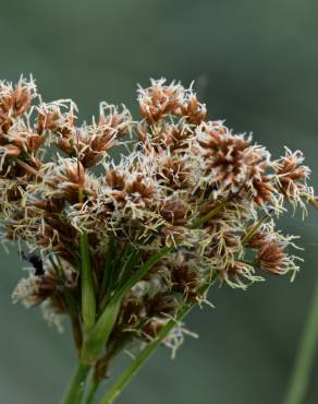 Fotografia 9 da espécie Cladium mariscus no Jardim Botânico UTAD