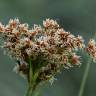 Fotografia 9 da espécie Cladium mariscus do Jardim Botânico UTAD