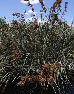 Fotografia 10 da espécie Cladium mariscus no Jardim Botânico UTAD