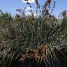 Fotografia 10 da espécie Cladium mariscus do Jardim Botânico UTAD