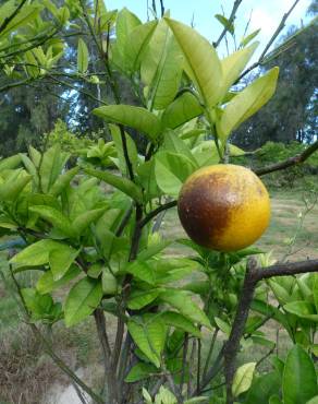 Fotografia 4 da espécie Citrus x sinensis no Jardim Botânico UTAD