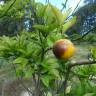 Fotografia 4 da espécie Citrus x sinensis do Jardim Botânico UTAD
