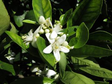 Fotografia da espécie Citrus x sinensis