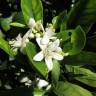 Fotografia 5 da espécie Citrus x sinensis do Jardim Botânico UTAD