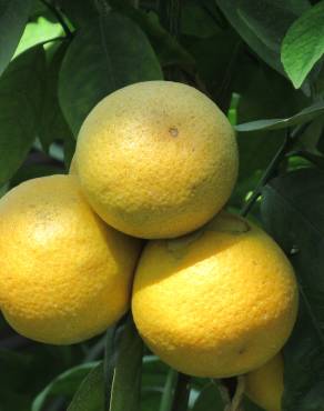 Fotografia 6 da espécie Citrus x sinensis no Jardim Botânico UTAD