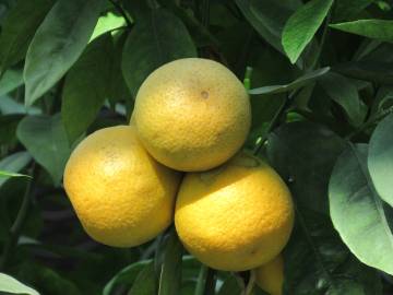 Fotografia da espécie Citrus x sinensis