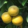 Fotografia 6 da espécie Citrus x sinensis do Jardim Botânico UTAD