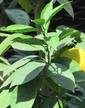 Fotografia 7 da espécie Citrus x sinensis no Jardim Botânico UTAD