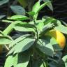 Fotografia 7 da espécie Citrus x sinensis do Jardim Botânico UTAD