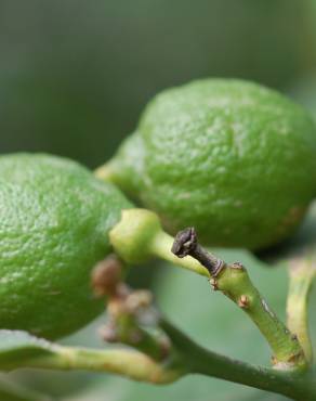 Fotografia 4 da espécie Citrus limon no Jardim Botânico UTAD