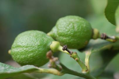 Fotografia da espécie Citrus limon