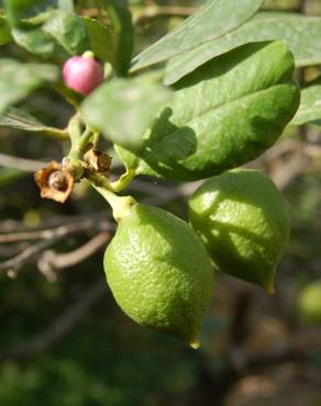 Fotografia 6 da espécie Citrus limon no Jardim Botânico UTAD