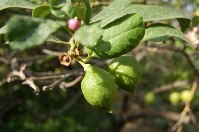 Fotografia da espécie Citrus limon