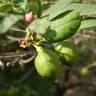 Fotografia 6 da espécie Citrus limon do Jardim Botânico UTAD