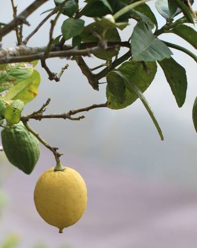 Fotografia de capa Citrus limon - do Jardim Botânico