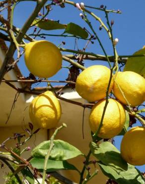 Fotografia 7 da espécie Citrus limon no Jardim Botânico UTAD