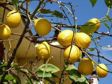 Fotografia da espécie Citrus limon
