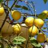 Fotografia 7 da espécie Citrus limon do Jardim Botânico UTAD