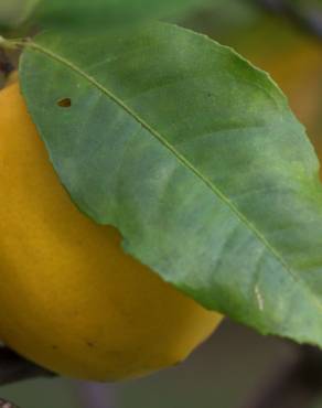 Fotografia 8 da espécie Citrus limon no Jardim Botânico UTAD