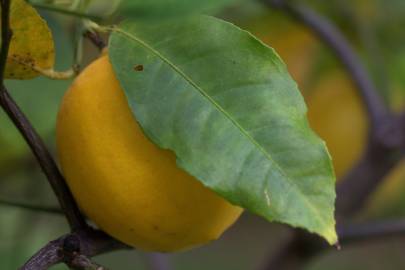 Fotografia da espécie Citrus limon