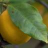 Fotografia 8 da espécie Citrus limon do Jardim Botânico UTAD