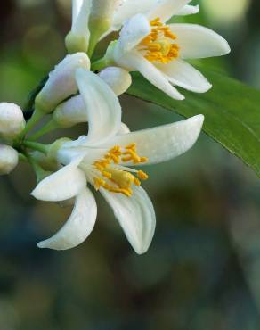 Fotografia 9 da espécie Citrus limon no Jardim Botânico UTAD