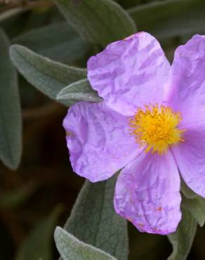 Fotografia 9 da espécie Cistus albidus no Jardim Botânico UTAD