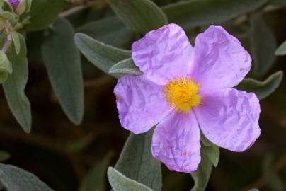 Fotografia da espécie Cistus albidus