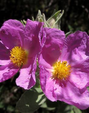 Fotografia 10 da espécie Cistus albidus no Jardim Botânico UTAD