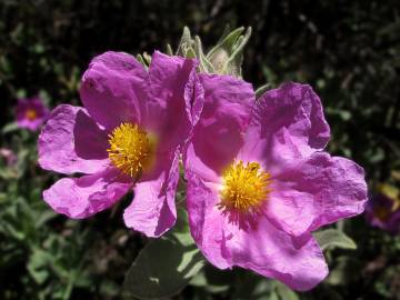 Fotografia da espécie Cistus albidus