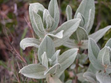 Fotografia da espécie Cistus albidus