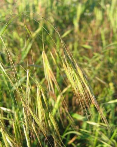 Fotografia de capa Bromus sterilis - do Jardim Botânico