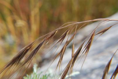 Fotografia da espécie Bromus rigidus