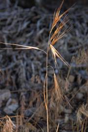 Fotografia da espécie Bromus rigidus