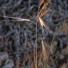 Fotografia 3 da espécie Bromus rigidus do Jardim Botânico UTAD