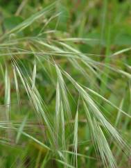 Bromus rigidus