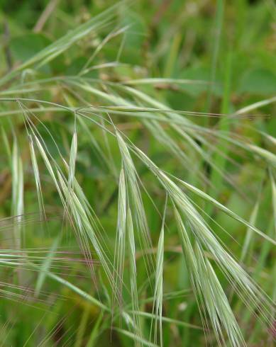 Fotografia de capa Bromus rigidus - do Jardim Botânico