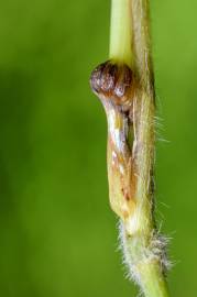 Fotografia da espécie Brachypodium sylvaticum