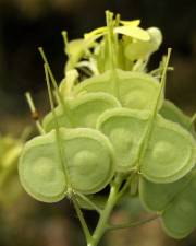 Fotografia da espécie Biscutella auriculata