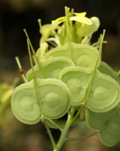 Fotografia de capa Biscutella auriculata - do Jardim Botânico